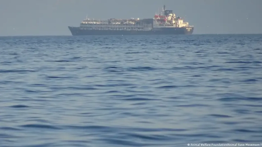 Bandırma Limanı'nda bekletilen ithal hayvanlardan 120'si öldü iddiası